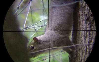 ‘Barking Squirrels,’ an Old Mountain Man Hunting Trick, Is as Cool as It Gets