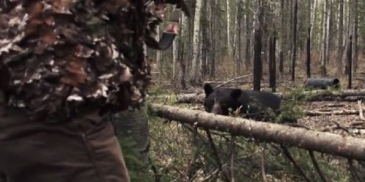 Black Bear Hunt Turns Dangerous, Hunter Takes the Shot From 3 Yards