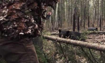 Black Bear Hunt Turns Dangerous, Hunter Takes the Shot From 3 Yards