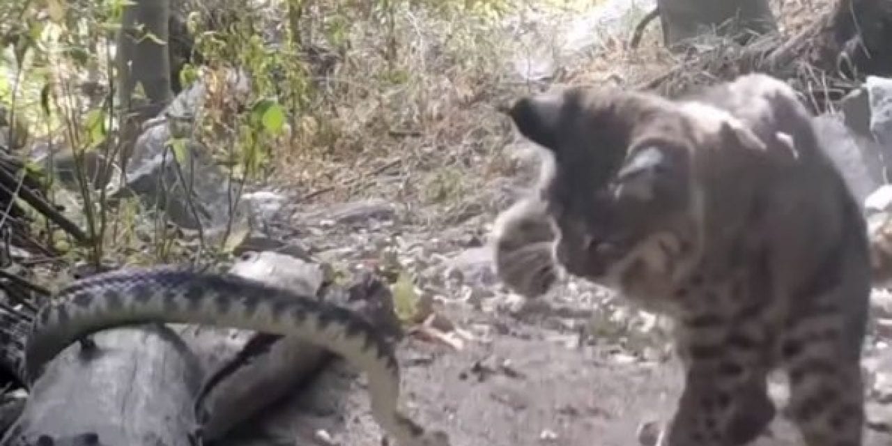 Bobcat Battles Rattlesnake in Fight to the Bitter End