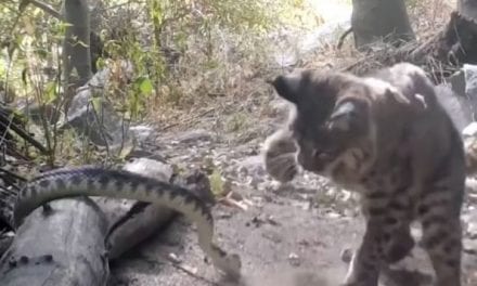 Bobcat Battles Rattlesnake in Fight to the Bitter End