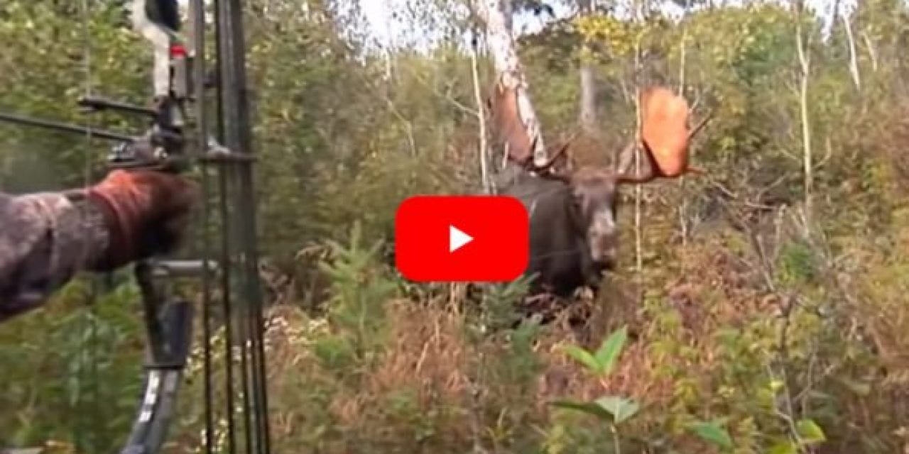 Bowhunter Gets Up Close and Personal With Giant Bull Moose, Makes a Perfect Shot