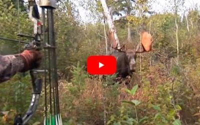 Bowhunter Gets Up Close and Personal With Giant Bull Moose, Makes a Perfect Shot