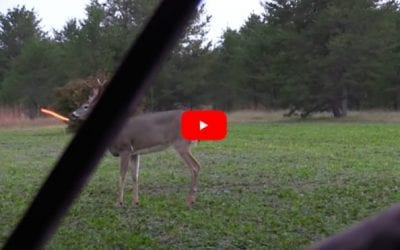 Bowhunter Grazes Buck with Non-Lethal Hit, It Returns and Gives a Second Chance