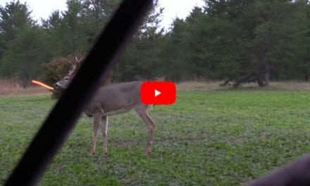 Bowhunter Grazes Buck with Non-Lethal Hit, It Returns and Gives a Second Chance