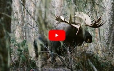 Bowhunter Smokes the Yukon Bull Moose of a Lifetime in Exciting Footage