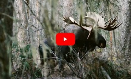 Bowhunter Smokes the Yukon Bull Moose of a Lifetime in Exciting Footage