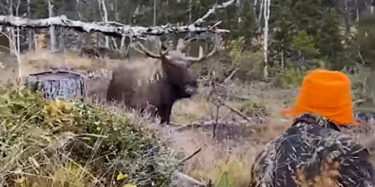 Charging Moose Drops at Hunter’s Feet After Final, Point-Blank Shot