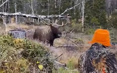 Charging Moose Drops at Hunter’s Feet After Final, Point-Blank Shot