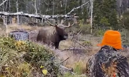 Charging Moose Drops at Hunter’s Feet After Final, Point-Blank Shot