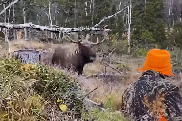 Charging Moose