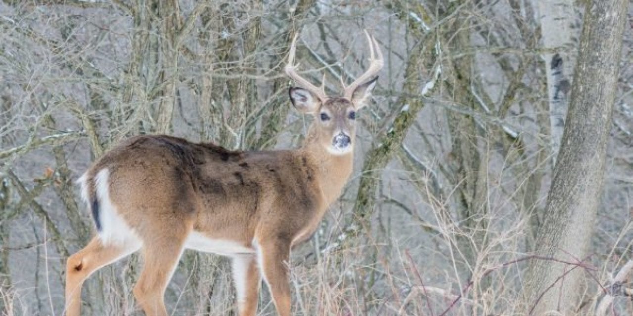 Deer Disease Leads to License Refunds for More Than 9,000 North Dakota Hunters