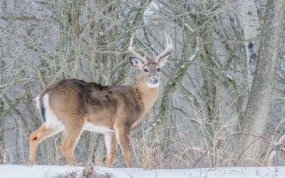 Deer Disease Leads to License Refunds for More Than 9,000 North Dakota Hunters