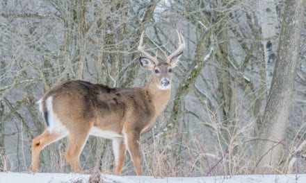 Deer Disease Leads to License Refunds for More Than 9,000 North Dakota Hunters