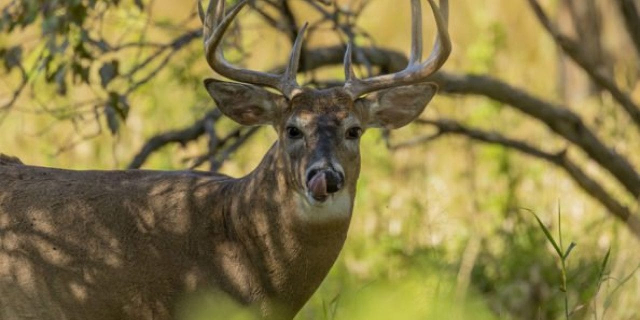 Deer Hunting Season Mistakes to Avoid