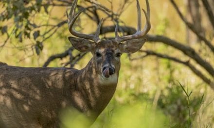 Deer Hunting Season Mistakes to Avoid