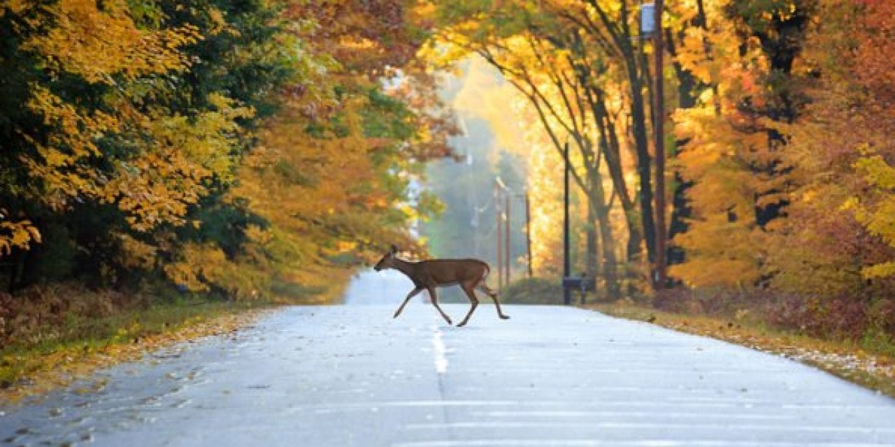 Deer Vehicle Collisions: Where and When They Happen Most Often, Plus Avoidance Techniques