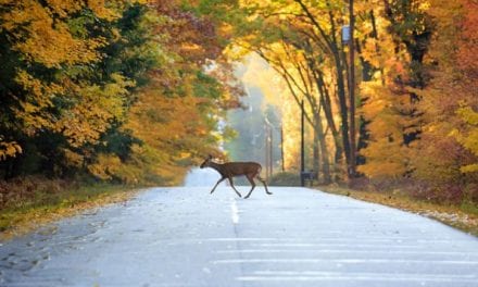 Deer Vehicle Collisions: Where and When They Happen Most Often, Plus Avoidance Techniques