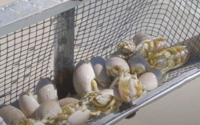 Eating Sand Fleas: Frying Up These Strange Sea Creatures
