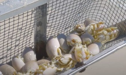 Eating Sand Fleas: Frying Up These Strange Sea Creatures