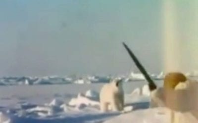 Fred Bear Takes Polar Bear With Recurve Bow