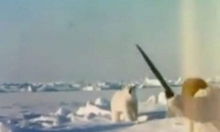 Fred Bear Takes Polar Bear With Recurve Bow