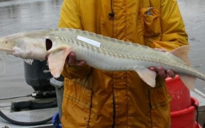 Front Page Pallid Sturgeon