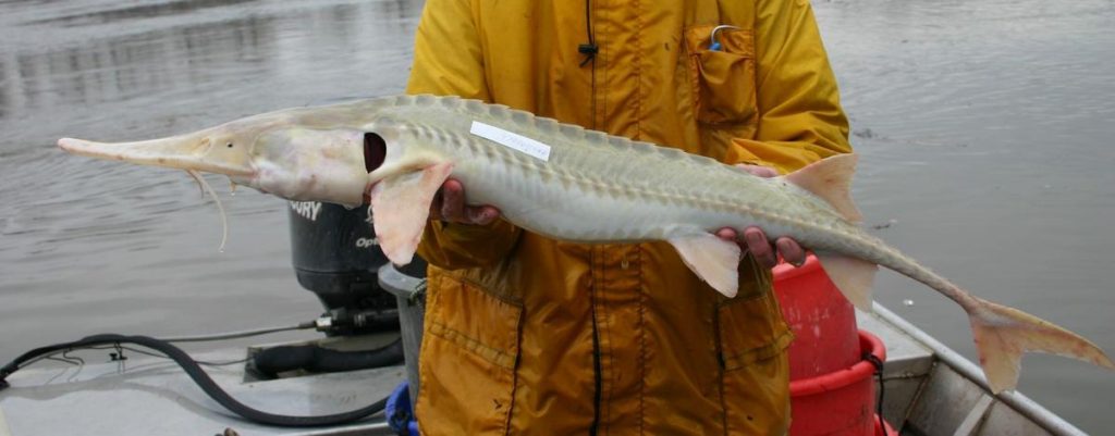 PallidSturgeonNGPCMissouriRiverProgram