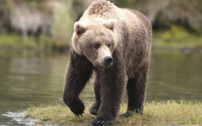 How an 11-Year-Old Boy Saved His Family by Killing Charging Brown Bear With Shotgun