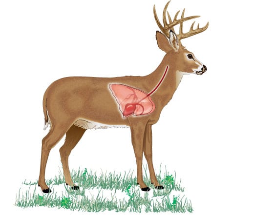 Deer Anatomy