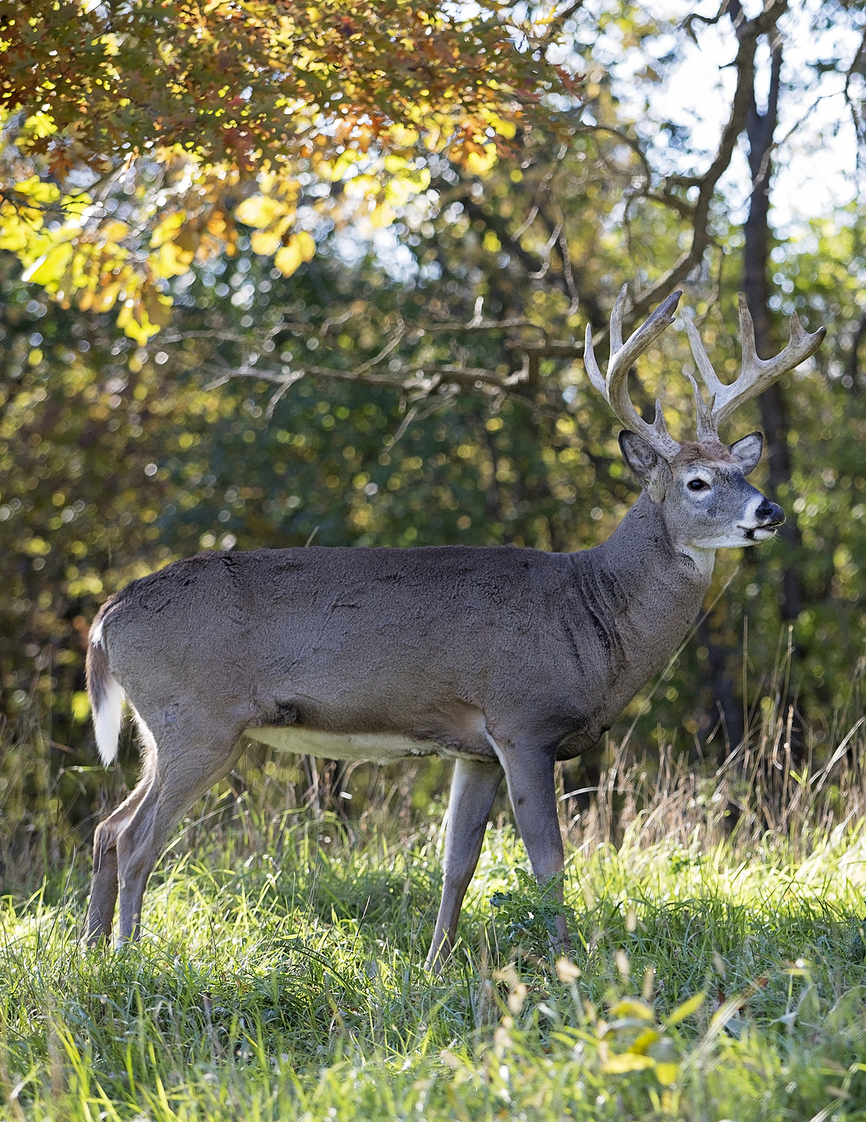 Deer Anatomy