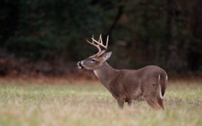 How to Make a Clean Ethical Shot Every Time You Take Aim