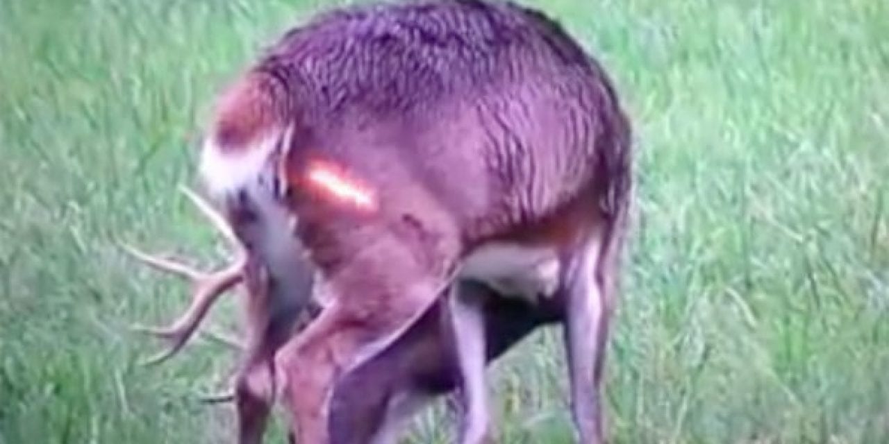 Hunter’s Perfect Shot on Deer Captured in Slow Motion Video