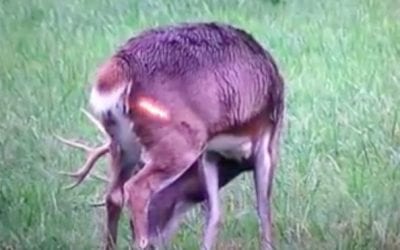 Hunter’s Perfect Shot on Deer Captured in Slow Motion Video