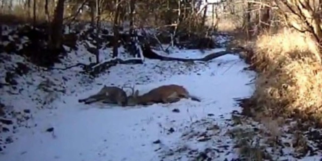 Kansas Game Warden Frees Two Locked Bucks With a Shot From His Glock