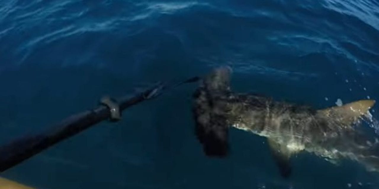 Kayak Angler Battles Back Against Attacking Hammerhead Using Only His Paddle