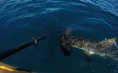 Kayak Angler Battles Back Against Attacking Hammerhead Using Only His Paddle