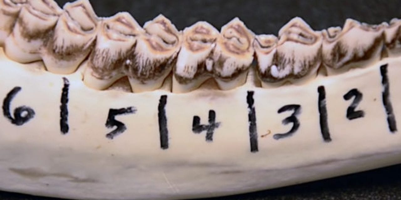 Learn How Old Your Buck is Through Jawbone Aging