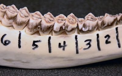 Learn How Old Your Buck is Through Jawbone Aging