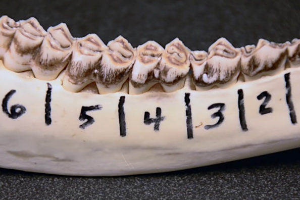 Jawbone Aging