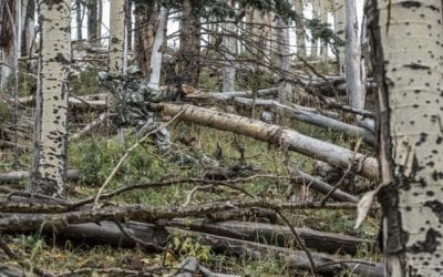 Mossy Oak Camo Patterns: All the Styles, Past and Present