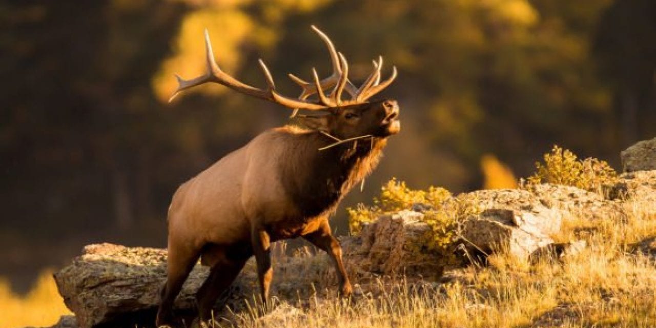 Most Popular Hunting Destinations in America