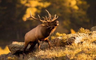 Most Popular Hunting Destinations in America