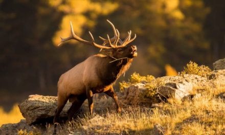 Most Popular Hunting Destinations in America