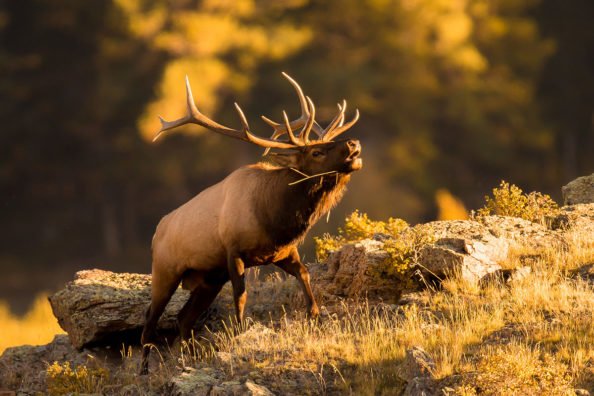 Most Popular Hunting Destinations