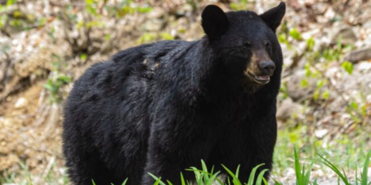 New Jersey Governor Says 2020 Bear Season “Will Be the Last” in the State