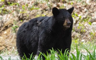 New Jersey Governor Says 2020 Bear Season “Will Be the Last” in the State