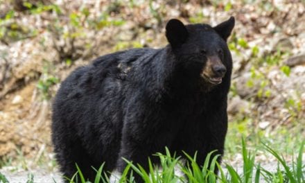 New Jersey Governor Says 2020 Bear Season “Will Be the Last” in the State