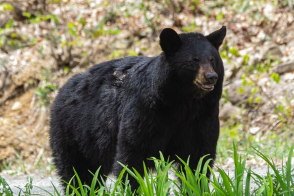New Jersey Black Bear