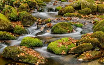 Photo Of The Day By David Gorke